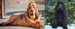 Bloodhound vs American Cocker Spaniel - Breed Comparison