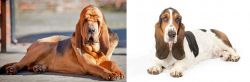 Bloodhound vs Basset Hound - Breed Comparison