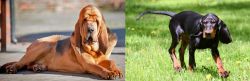 Bloodhound vs Black and Tan Coonhound - Breed Comparison