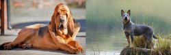 Bloodhound vs Blue Healer - Breed Comparison