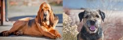 Bloodhound vs Border Terrier - Breed Comparison