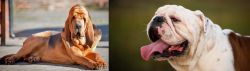 Bloodhound vs English Bulldog - Breed Comparison