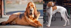 Bloodhound vs English Pointer - Breed Comparison
