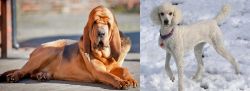 Bloodhound vs Poodle - Breed Comparison