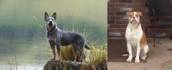 Blue Healer vs Alapaha Blue Blood Bulldog - Breed Comparison