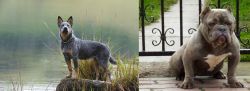 Blue Healer vs American Bully - Breed Comparison
