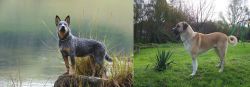 Blue Healer vs Anatolian Shepherd - Breed Comparison