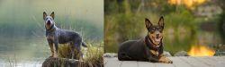 Blue Healer vs Australian Kelpie - Breed Comparison