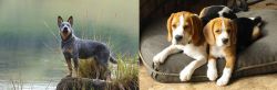 Blue Healer vs Beagle - Breed Comparison