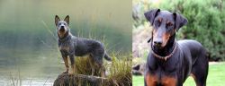 Blue Healer vs Doberman Pinscher - Breed Comparison