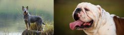 Blue Healer vs English Bulldog - Breed Comparison