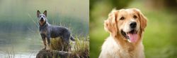Blue Healer vs Golden Retriever - Breed Comparison