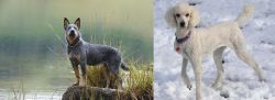 Blue Healer vs Poodle - Breed Comparison