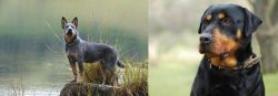 Blue Healer vs Rottweiler - Breed Comparison