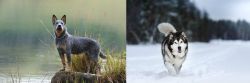 Blue Healer vs Siberian Husky - Breed Comparison
