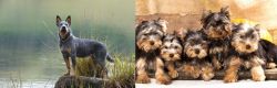 Blue Healer vs Yorkshire Terrier - Breed Comparison