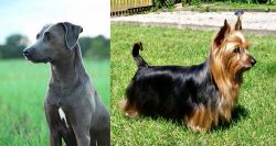 Blue Lacy vs Australian Silky Terrier - Breed Comparison