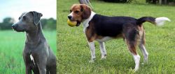 Blue Lacy vs Beaglier - Breed Comparison