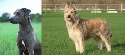 Blue Lacy vs Berger Picard - Breed Comparison