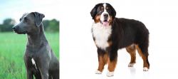 Blue Lacy vs Bernese Mountain Dog - Breed Comparison