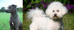 Blue Lacy vs Bichon Frise - Breed Comparison
