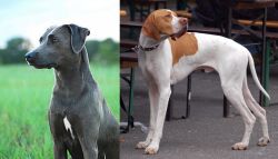 Blue Lacy vs English Pointer - Breed Comparison