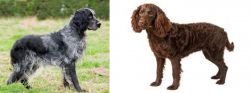 Blue Picardy Spaniel vs American Water Spaniel - Breed Comparison