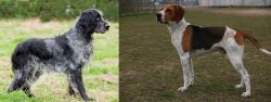 Blue Picardy Spaniel vs Anglo-Francais de Petite Venerie - Breed Comparison