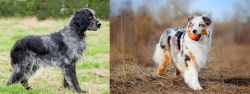 Blue Picardy Spaniel vs Australian Shepherd - Breed Comparison