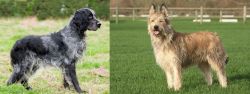 Blue Picardy Spaniel vs Berger Picard - Breed Comparison