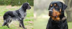 Blue Picardy Spaniel vs Rottweiler - Breed Comparison