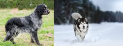 Blue Picardy Spaniel vs Siberian Husky - Breed Comparison
