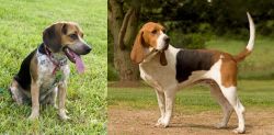 Bluetick Beagle vs Artois Hound - Breed Comparison