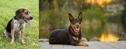 Bluetick Beagle vs Australian Kelpie - Breed Comparison