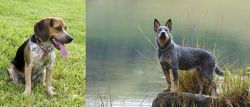 Bluetick Beagle vs Blue Healer - Breed Comparison