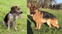 Bluetick Beagle vs German Shepherd - Breed Comparison