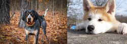 Bluetick Coonhound vs Akita - Breed Comparison