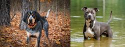 Bluetick Coonhound vs American Staffordshire Terrier - Breed Comparison