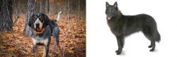 Bluetick Coonhound vs Belgian Shepherd - Breed Comparison