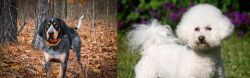 Bluetick Coonhound vs Bichon Frise - Breed Comparison