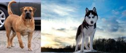 Boerboel vs Alaskan Husky - Breed Comparison