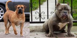 Boerboel vs American Bully - Breed Comparison