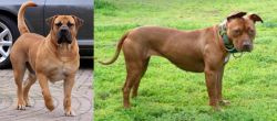 Boerboel vs American Pit Bull Terrier - Breed Comparison