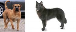 Boerboel vs Belgian Shepherd - Breed Comparison