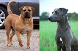 Boerboel vs Blue Lacy - Breed Comparison