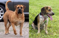 Boerboel vs Bluetick Beagle - Breed Comparison