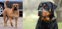 Boerboel vs Rottweiler - Breed Comparison
