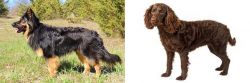 Bohemian Shepherd vs American Water Spaniel - Breed Comparison