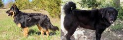 Bohemian Shepherd vs Bakharwal Dog - Breed Comparison