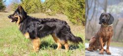 Bohemian Shepherd vs Bavarian Mountain Hound - Breed Comparison